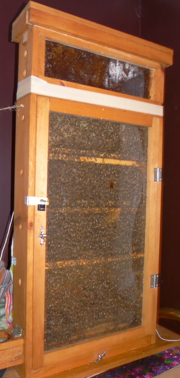 Building My Observation Hive: Parlor Tricks
