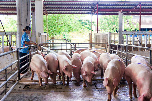 Giá lợn hơi xuống thấp, <a href=