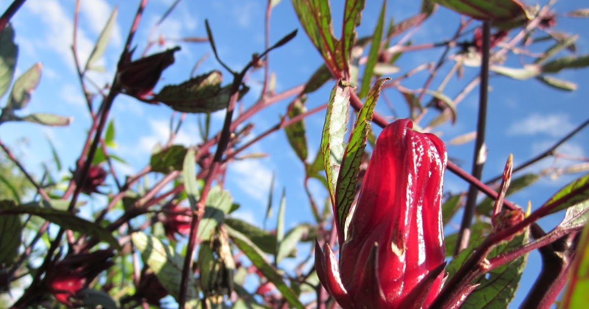 How to make Rosella (Roselle) Juice and Tea