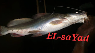 اسماء السمك بالانجليزي ، انواع الاسماك باللغة الانجليزيه