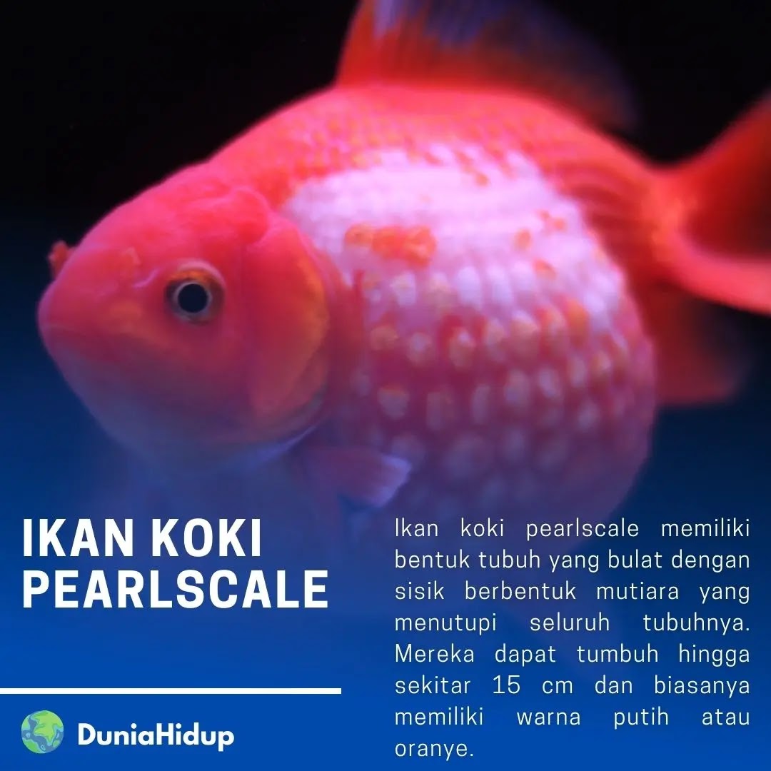 Ikan Koki Pearlscale