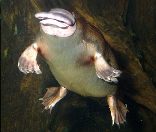 8 Ugliest Animals in the world