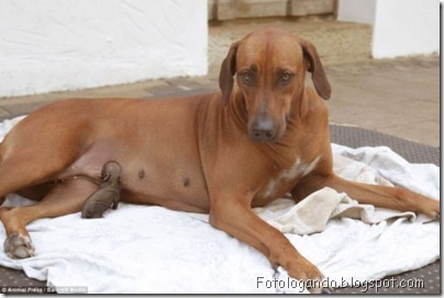 uma cachorra adotou um leitão abandonado (4)