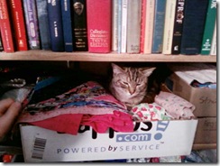 kitty_in_scraps