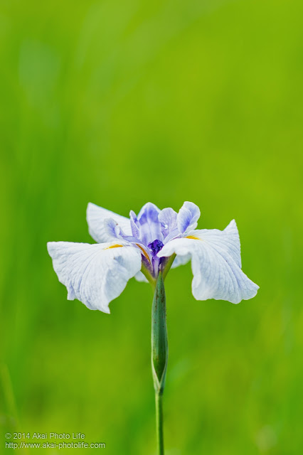 花菖蒲の写真