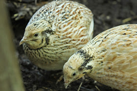 Two golden coturnix quail organically raised