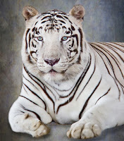 White Tiger and Grand Illusions at Magic Beyond Belief