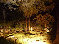 野宮神社の碧の苔ライトアップ