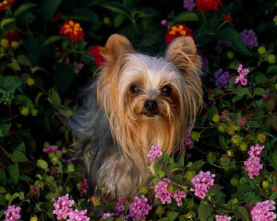 cute dog breeds