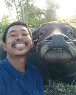 VIRAL Pemuda Selfie Bersama Kerbaunya..