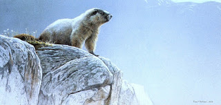 Hoary Marmot