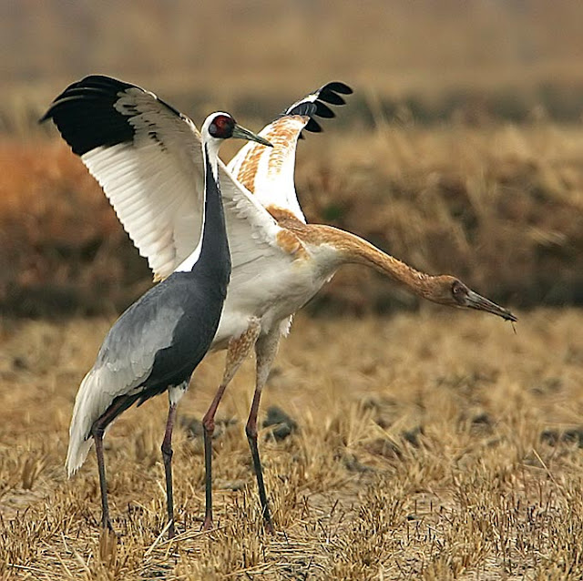Beautiful,cute red,black and gray cranes stand on beautiful grass grond , wallpaper,picture,images