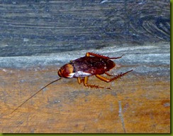 P1030757