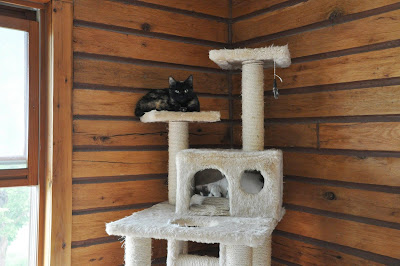 Belle and Lovey on the cat tree