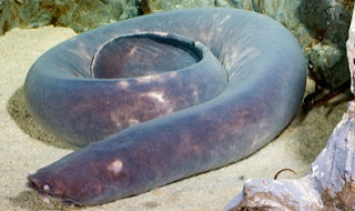 Hagfish