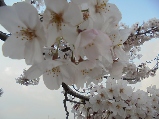 会社の駐車場のソメイヨシノ桜