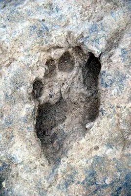 Nephilim Giants and their huge ancient footprints have set in stone.