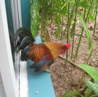 rooster in the window