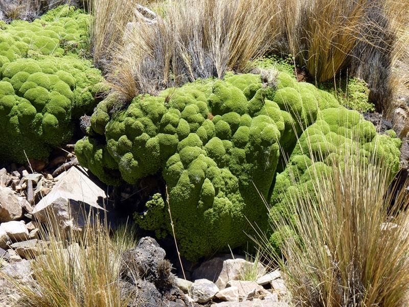 Azorella compacta is a flowering plant in the family Apiaceae native to South America.