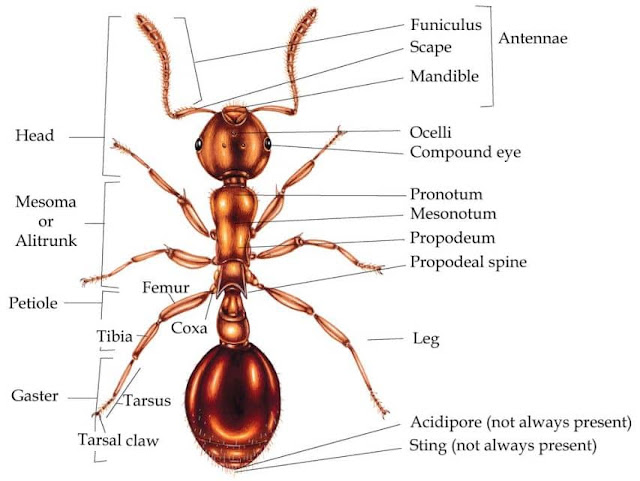 fungsi antena pada semut secara mendalam, memahami betapa pentingnya peran ini dalam kehidupan mereka yang kompleks.