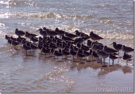 Willets, Longbilled Dowitchers and a Marbeled Godwit