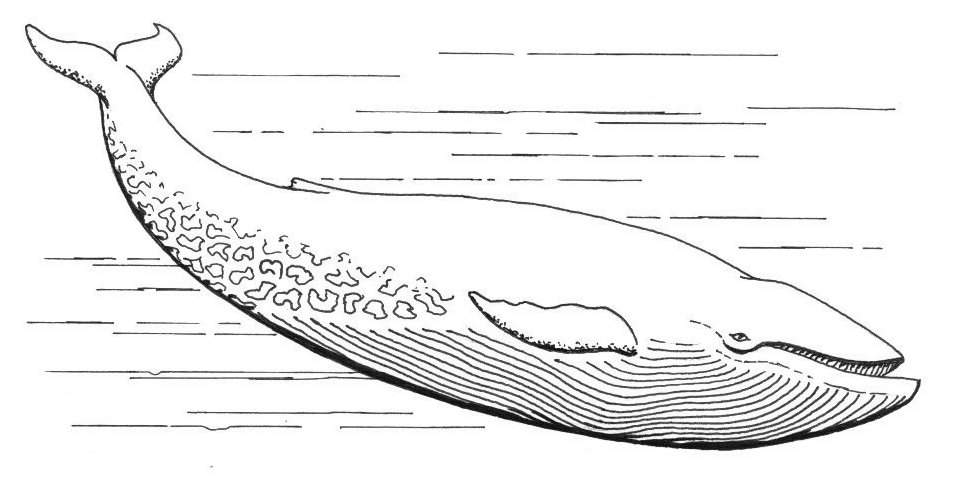 blue whale size. The lue whale is the largest