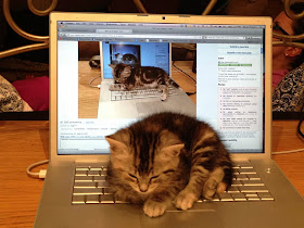 Funny cats - part 81 (40 pics + 10 gifs), cat pics, kitten sleeps on laptop
