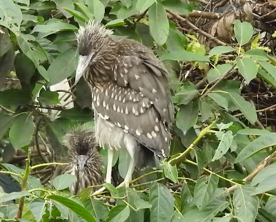 夜鷺的幼鳥