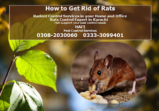 How to Get Rid of Rats in Karachi