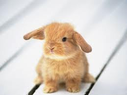 Fluffy Bunny Rabbit