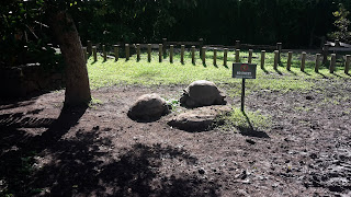 Riesenschildkröten vom Aldabra Atoll auf den Seychellen. Diese leben nun im Chamarel 7 Farben Park.