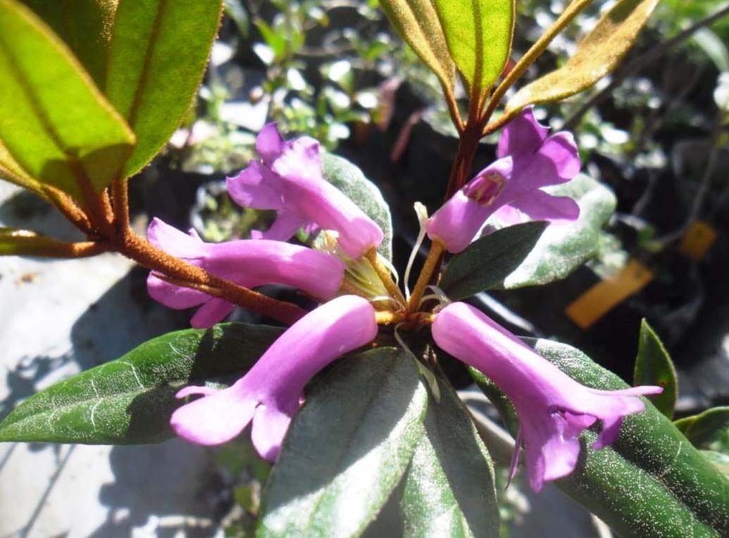 Species New to Science: [Botany • 2018] Rhododendron meagaii