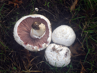 Agaricus arvensis - Bola de nieve