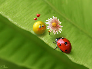 Love Smiley, Ladybird wallpaper