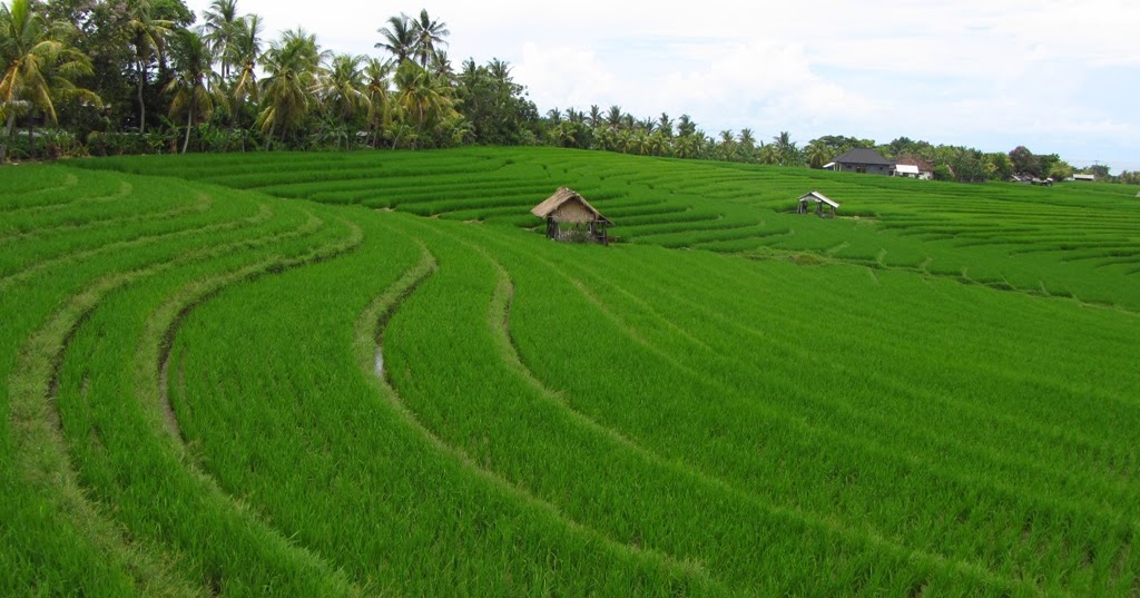 GEMA DESTINASI WISATA REGIONAL GEDEWIR SAWAH GEMA DESTINASI WISATA REGIONAL GEDEWIR SAWAH