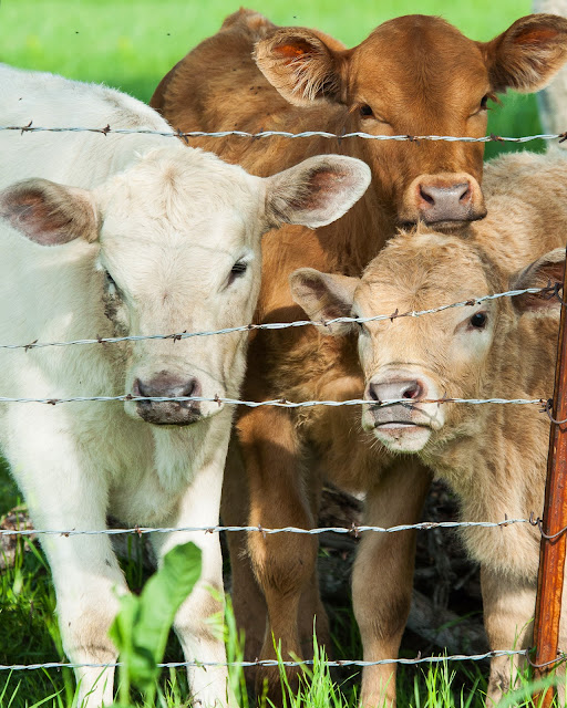 Calves, Ennis