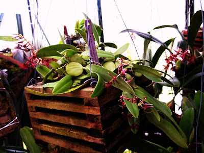 Bulbophyllum barbigerum care and culture