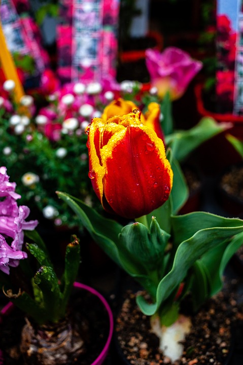 Tulip bulbs thrive in pots and are some of the best plants you could choose for container planting.