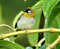 Pleci Manado dahi hitam