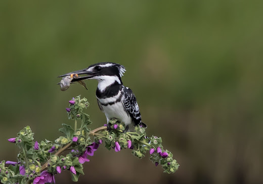 Flexible Canon EOS / Photography Private Training Offering = Bird / Wildlife Photography