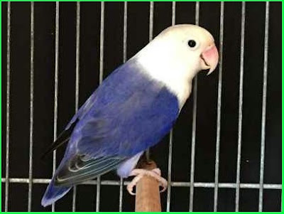 Jenis Burung Lovebird Violet