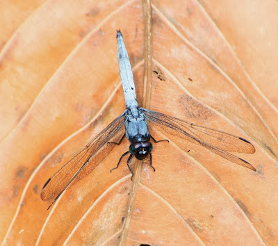 Orthetrum glaucum