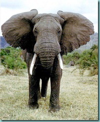 AfricanElephant111