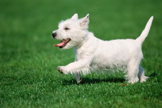 West Highland White Terrier Dog