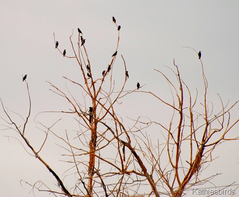 2. birds-kab