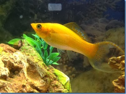 Goldy
