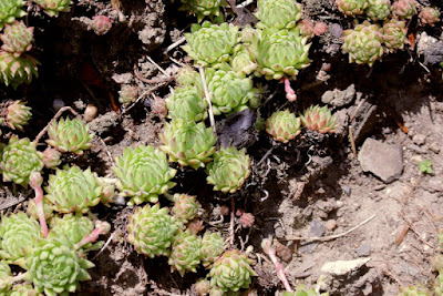 Sempervivum marmoreum - Balkan Houseleek care and culture