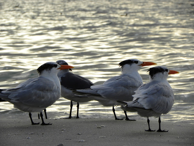 Naples Beach