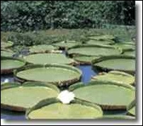 floresta-amazonica4