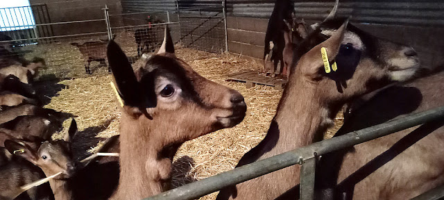 Young dairy goats, Indre et loire, France. Photo by loire Valley Time Travel.